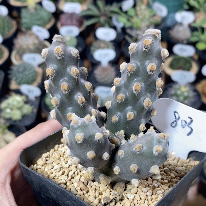 803号群生蛸壶团扇8.5cm