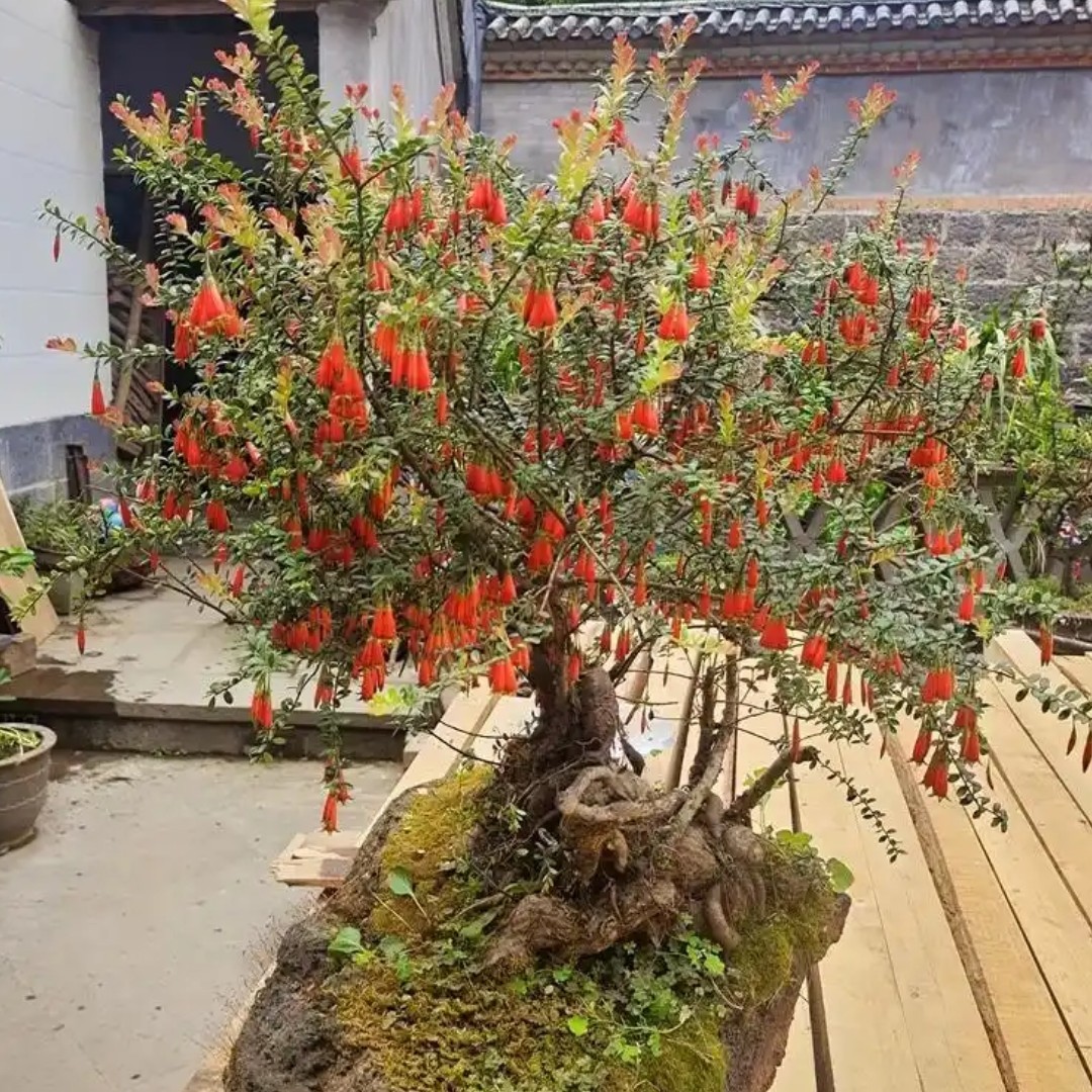 树萝卜米叶五翅莓 四季常青易栽好养 木桩艺术盆景 假山鱼池造景。