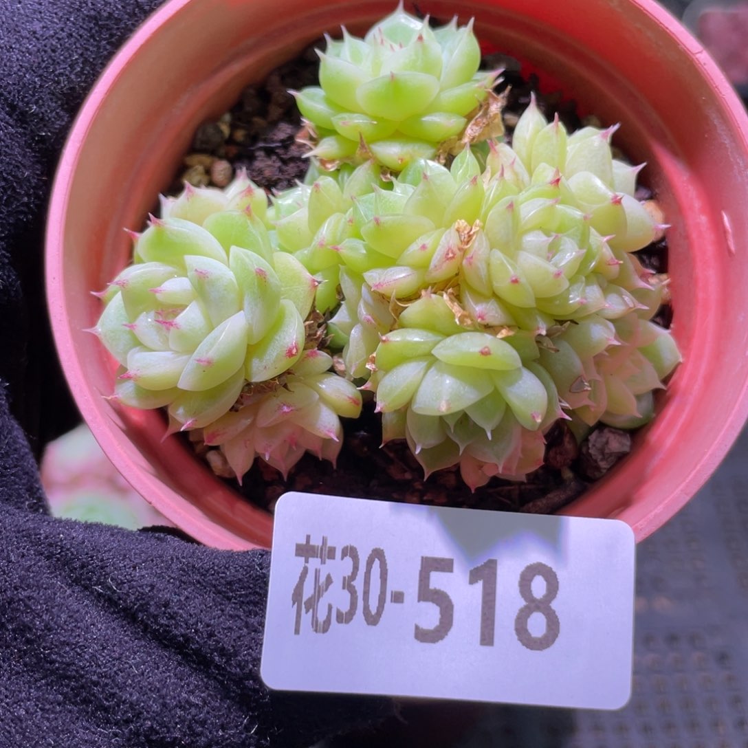 花利美30-518麦秆