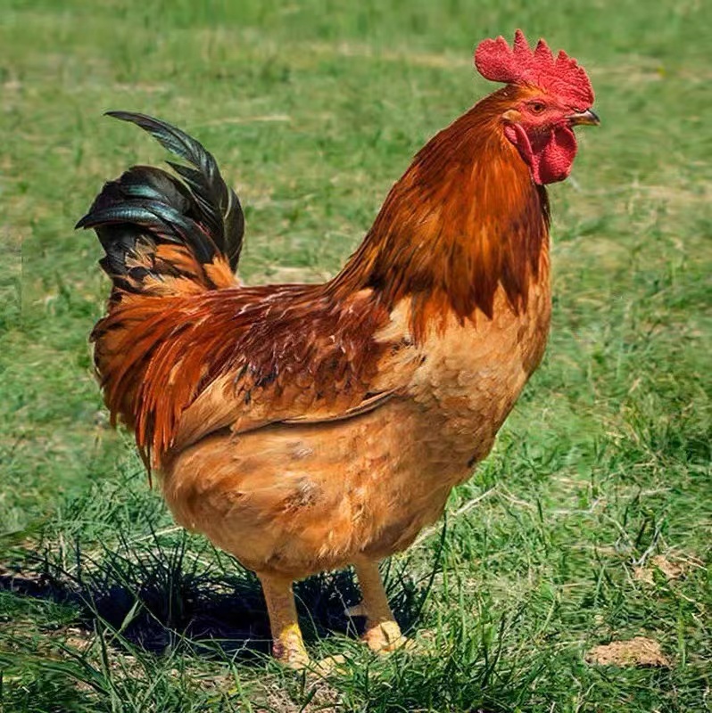 九斤红整鸡肉质鲜嫩到手10只