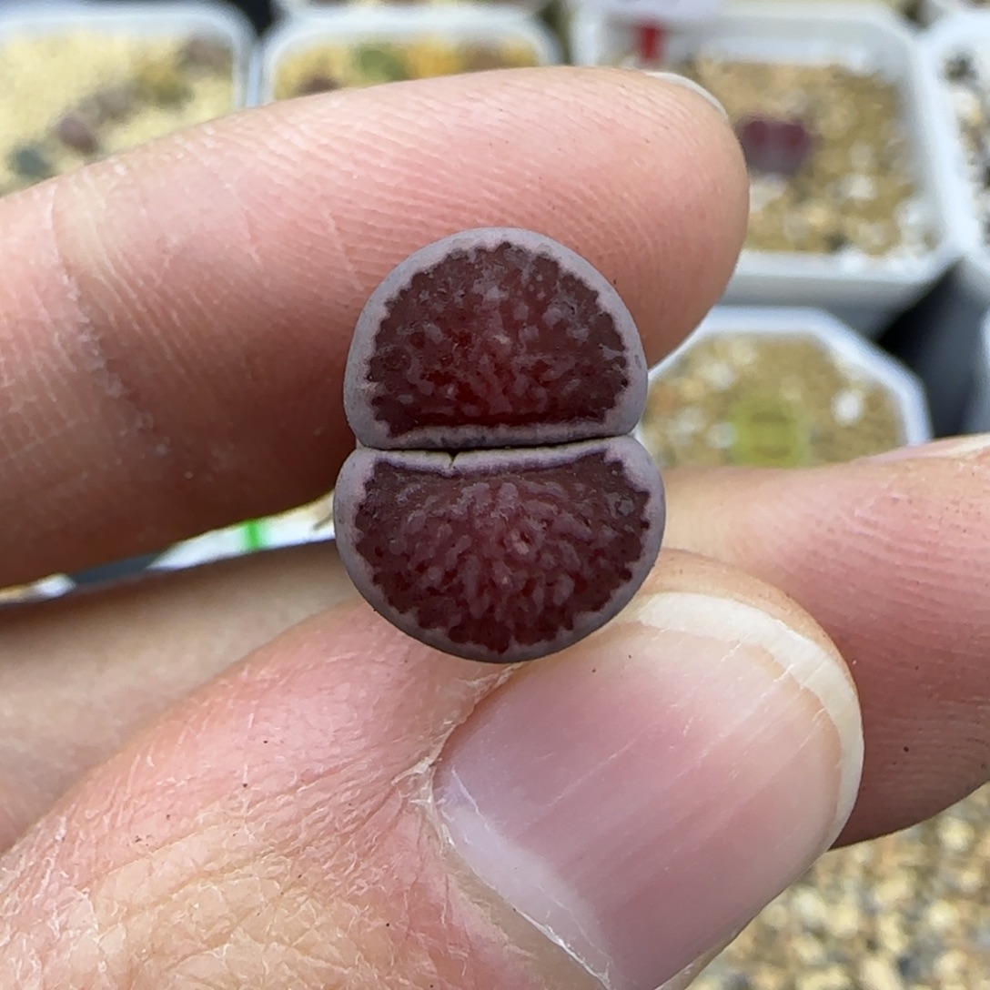 701紫菊清框福利30包邮