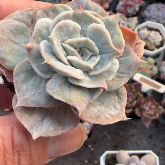 119漫威肉植物多肉