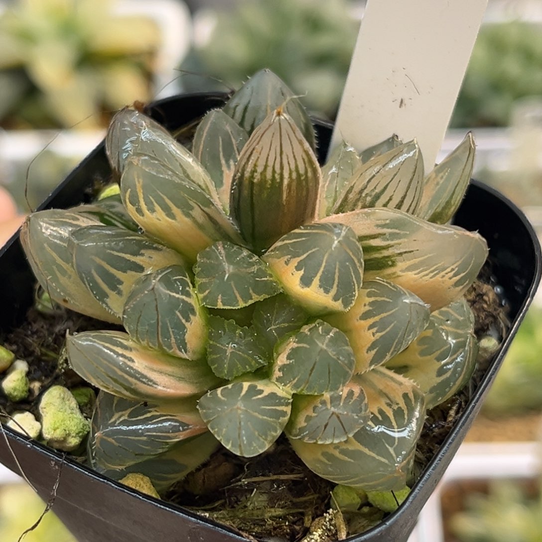 40双头糊斑龙爪玉露锦福利专场