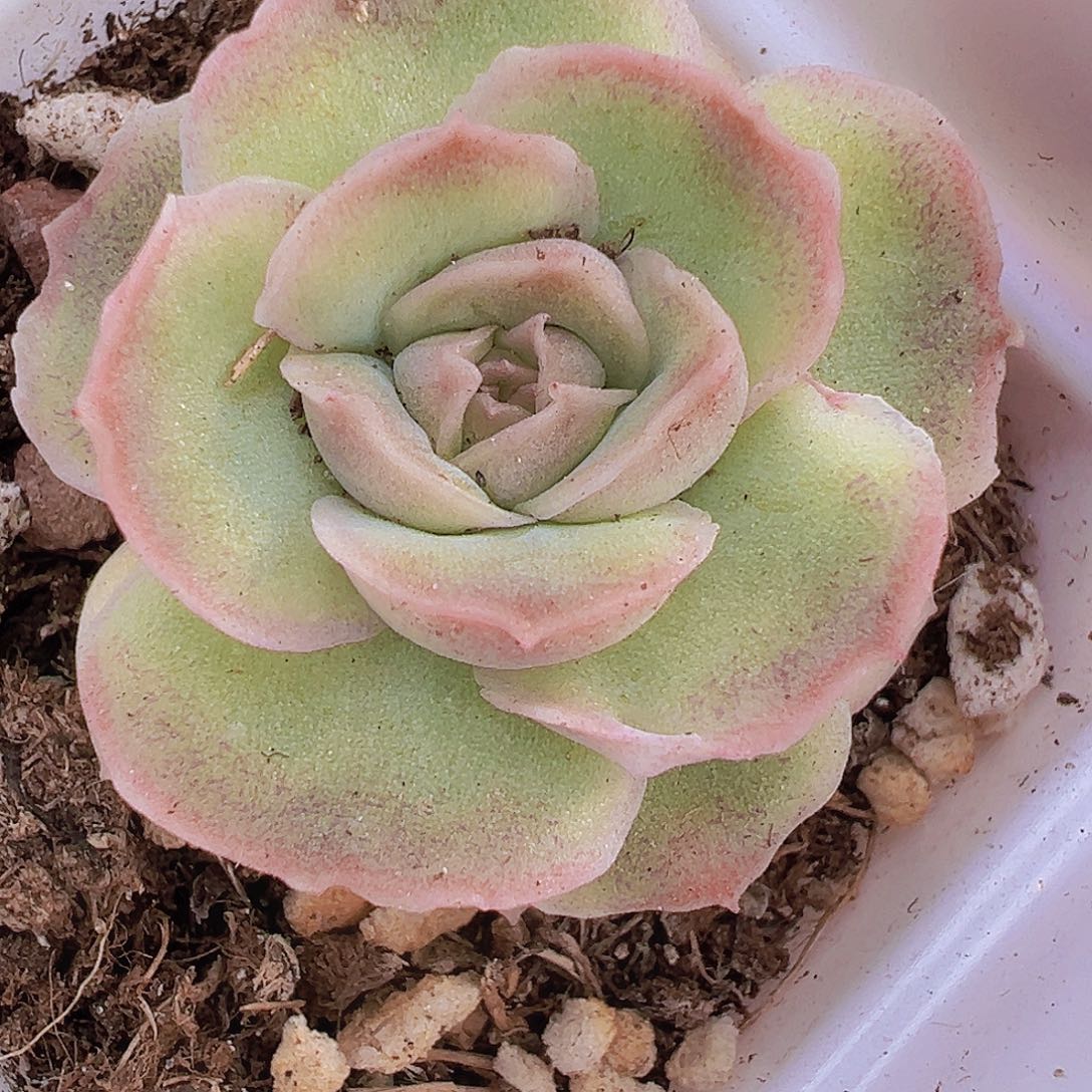 水晶虾饺19包邮多肉