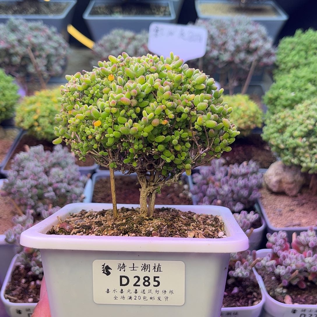 285蜜橘糖球枝干番杏