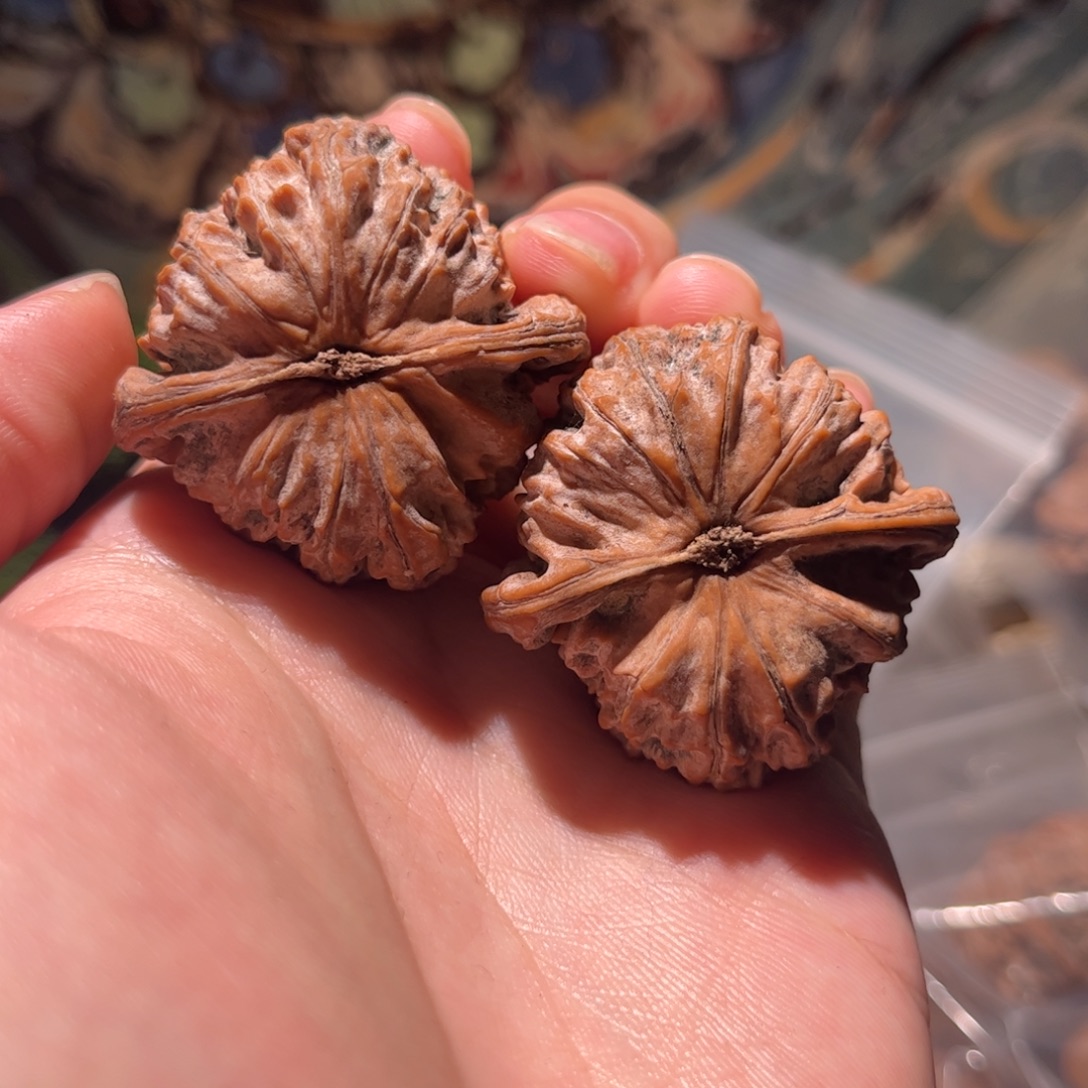 ***木质41白狮子全品
