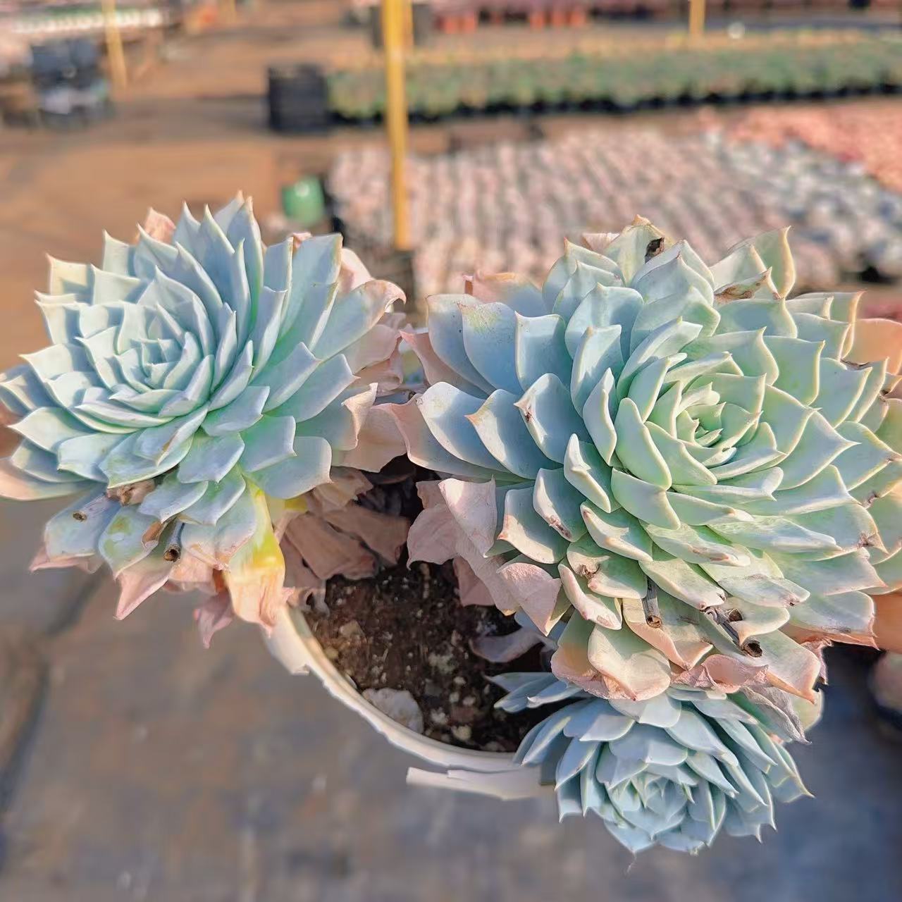 【薄叶蓝鸟】 多肉植物 绿植盆栽
