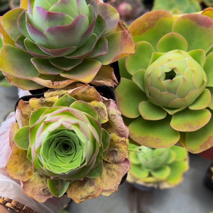 夏**族精品帕系山地玫瑰