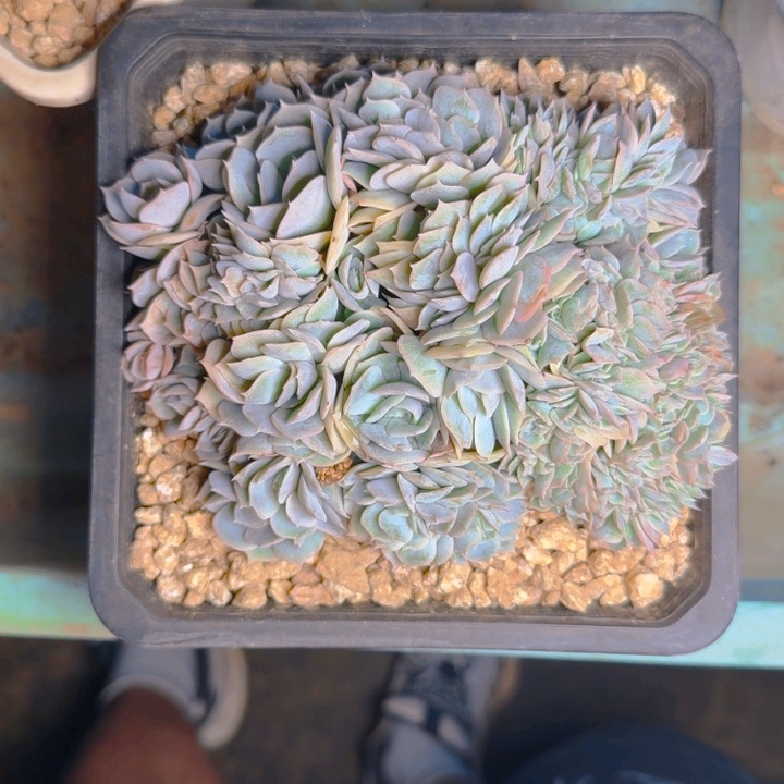 蓝色惊喜福利111111111