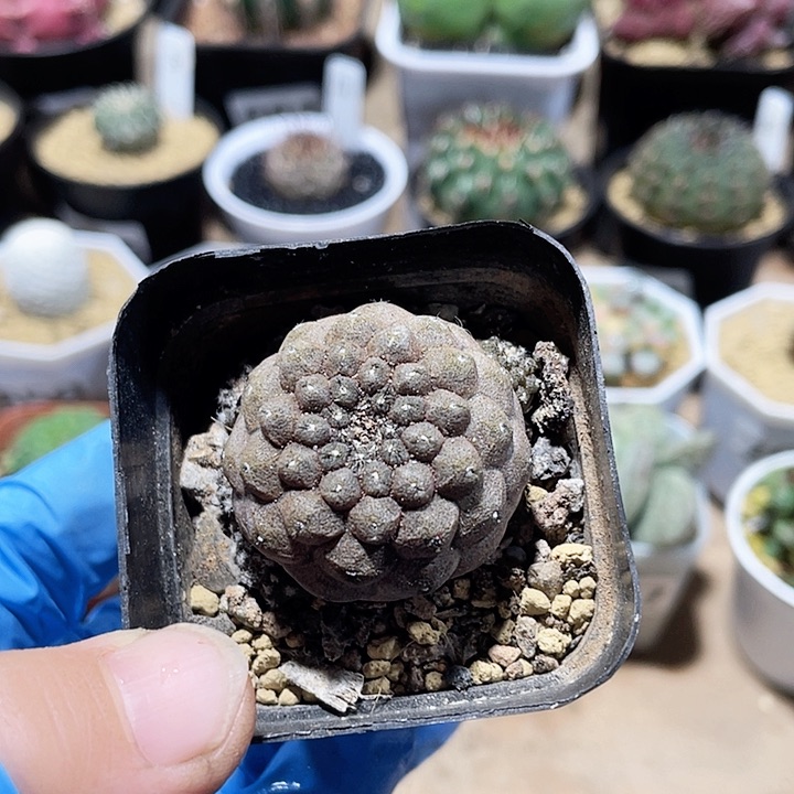 705实生蜥蜴皮仙人球