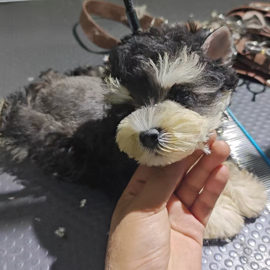 精品宠物狗狗幼犬 新脸版雪纳瑞