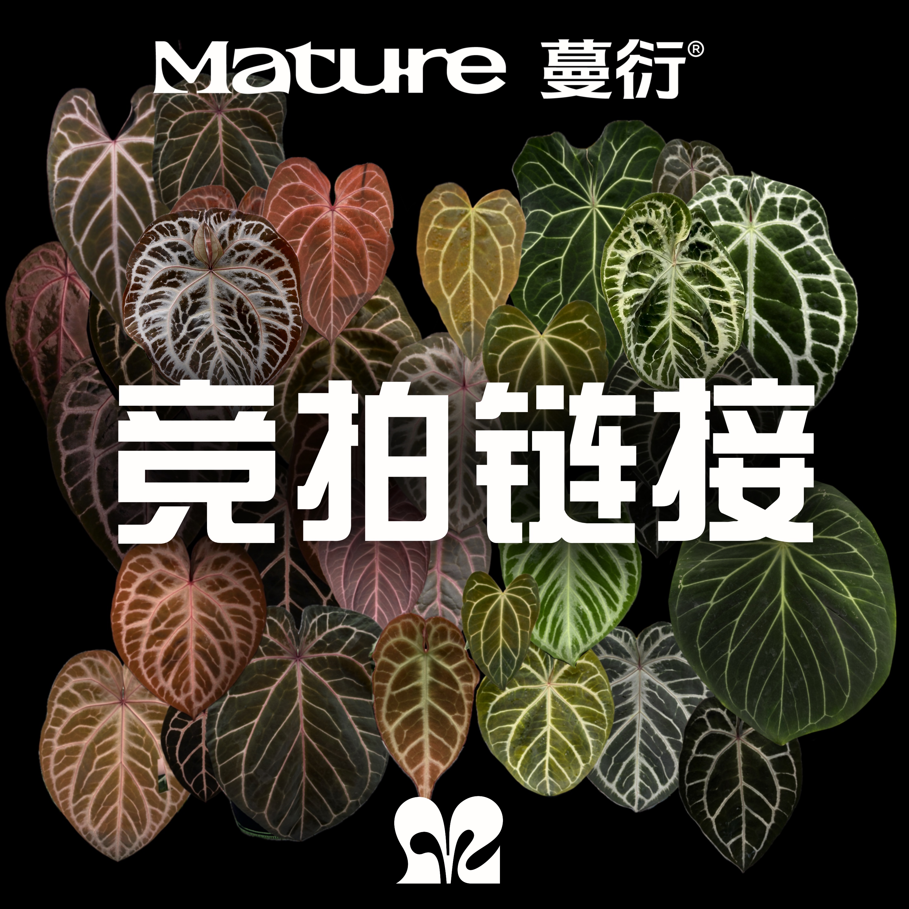 10起50加  夏日狂欢花烛竞拍