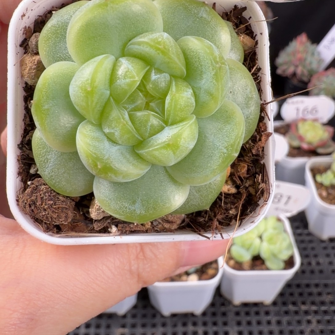 财富密码单头173号