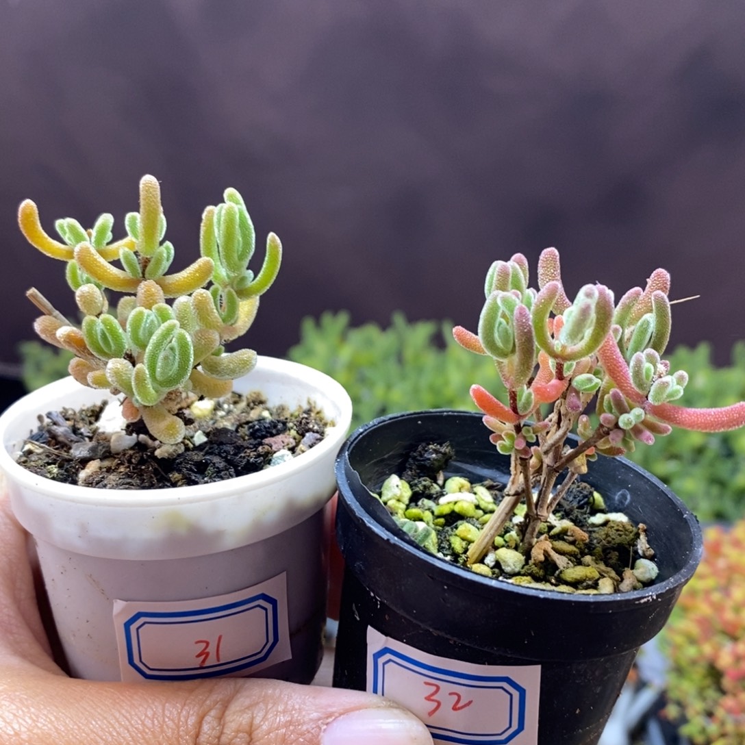 无花朵31号实生橙叶32号实生红叶（2颗）