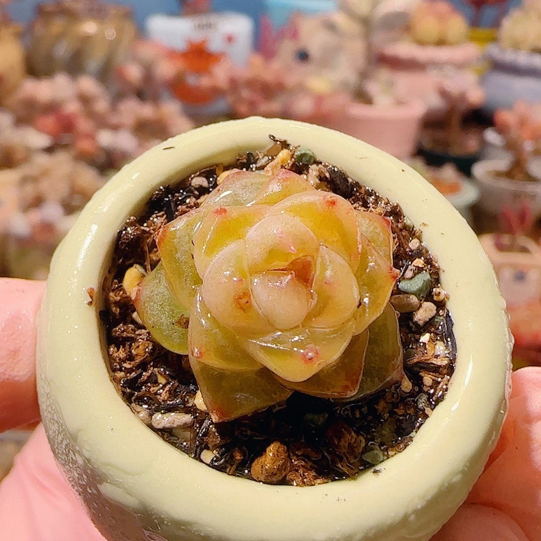 T可爱糖芯盆口2.5cm