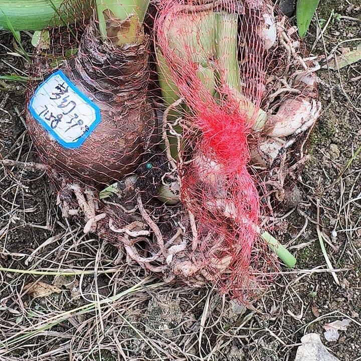 梦幻朱顶红一包   