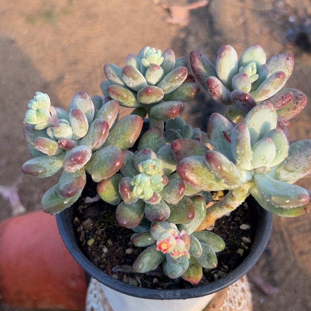 多肉植物多肉植物