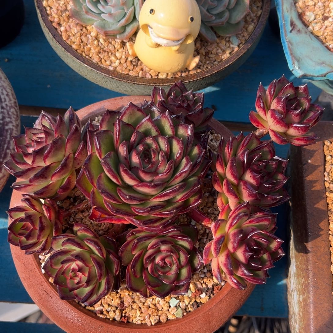 多肉植物一物一拍（49号）