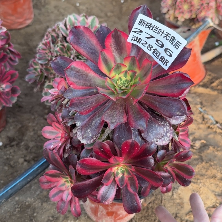 2796二号棚美杜莎多肉B