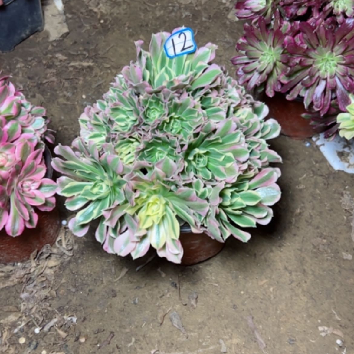 【闪购商品】多肉植物白凤12