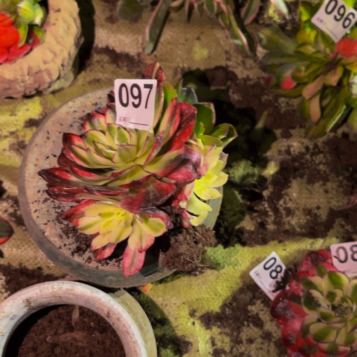 097伯爵天骄多肉植物不售后