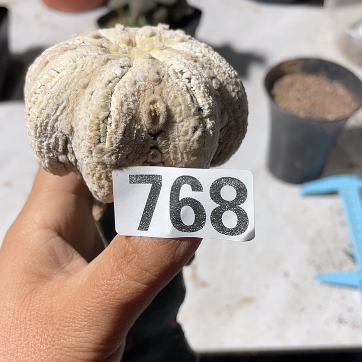 三角嫁接768号龙百海星