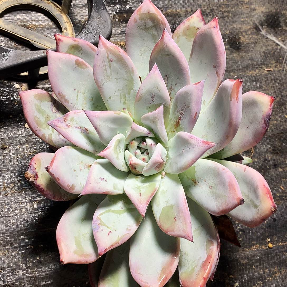 祖母绿一物一拍25.124