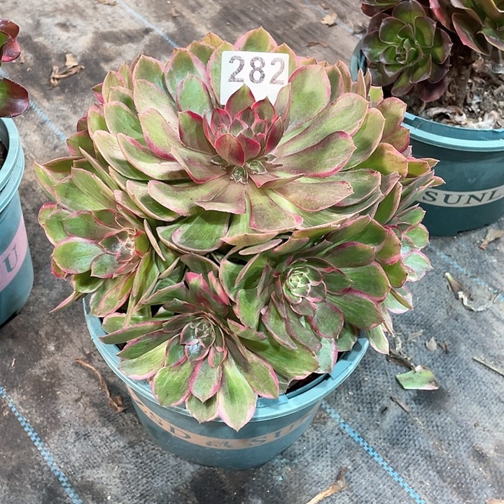 莲花座282  冠幅23