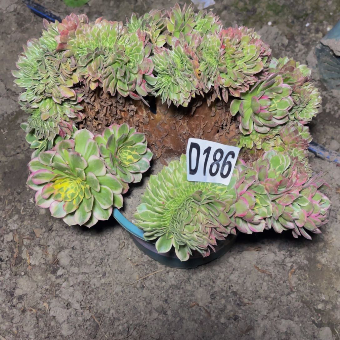 海王法师16//9包邮