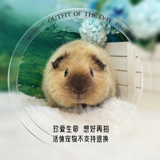 精品泰加妹妹 荷兰猪 豚鼠包邮包风险