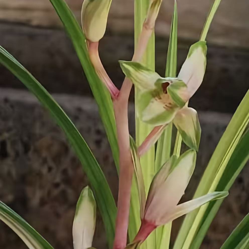 林园花卉（兰）（草）一物一拍