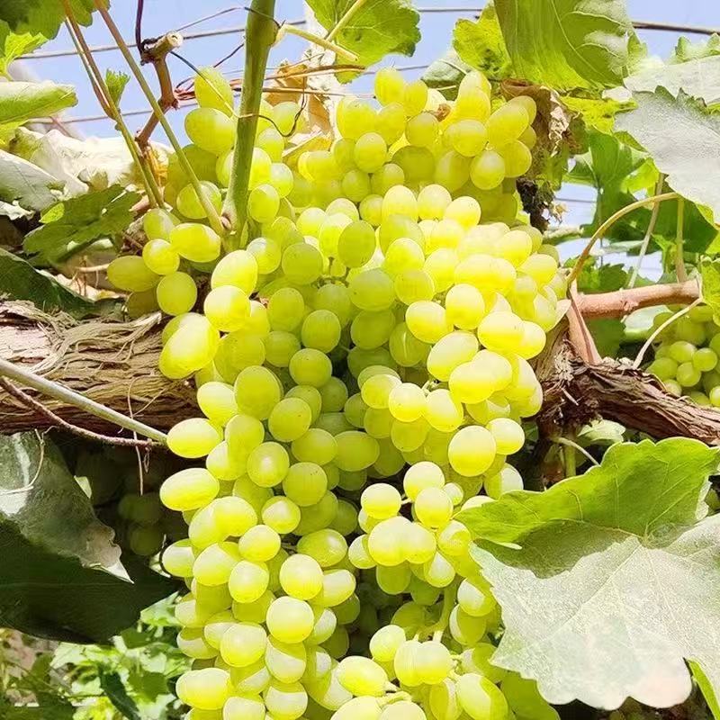 《蒋专属》新疆吐鲁番白小蜜蜂葡萄无核净重4.5斤新疆维吾尔自治区