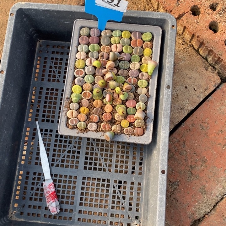 丫***头生石花等植物的生长发育291