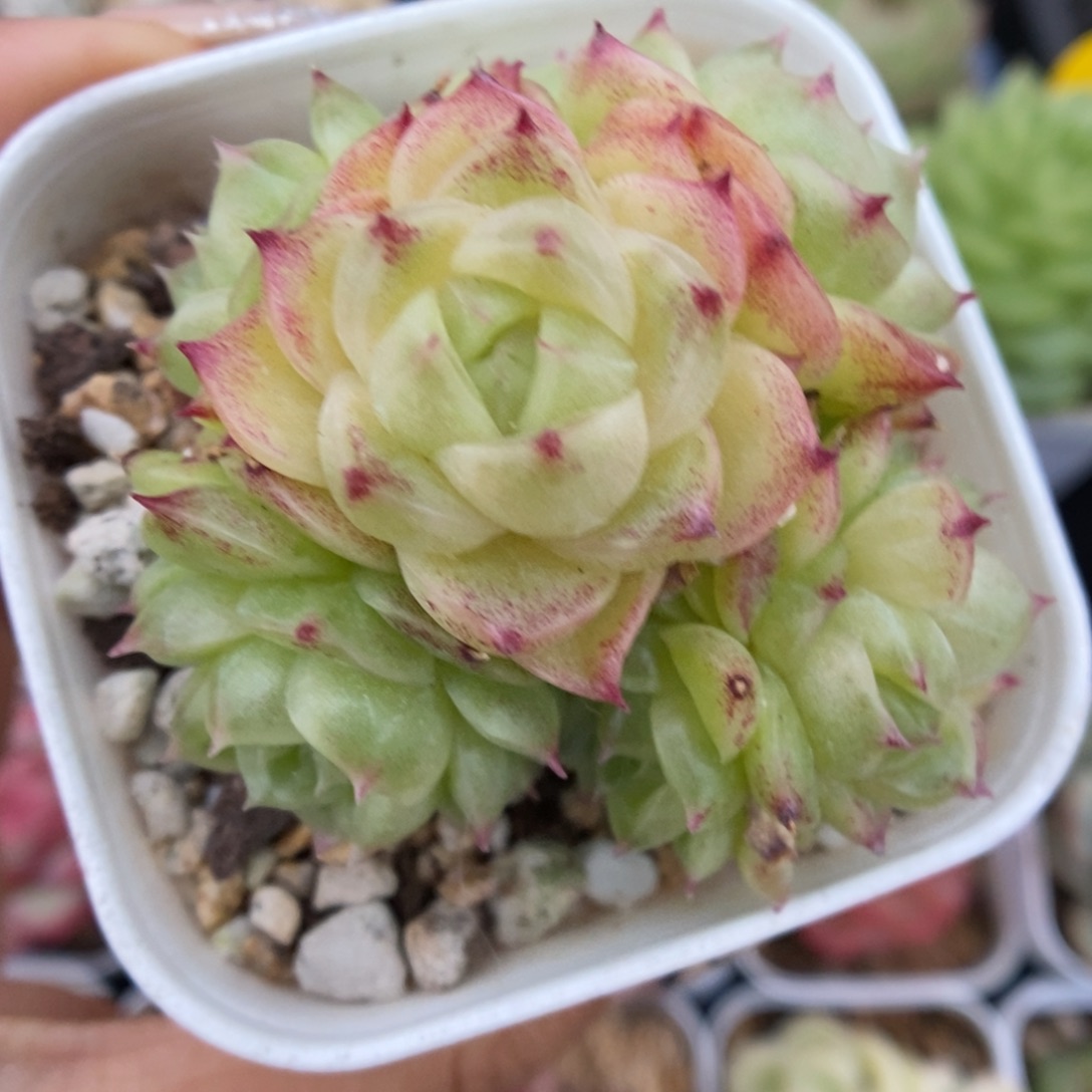 蜜蜡麦秆群生5178号