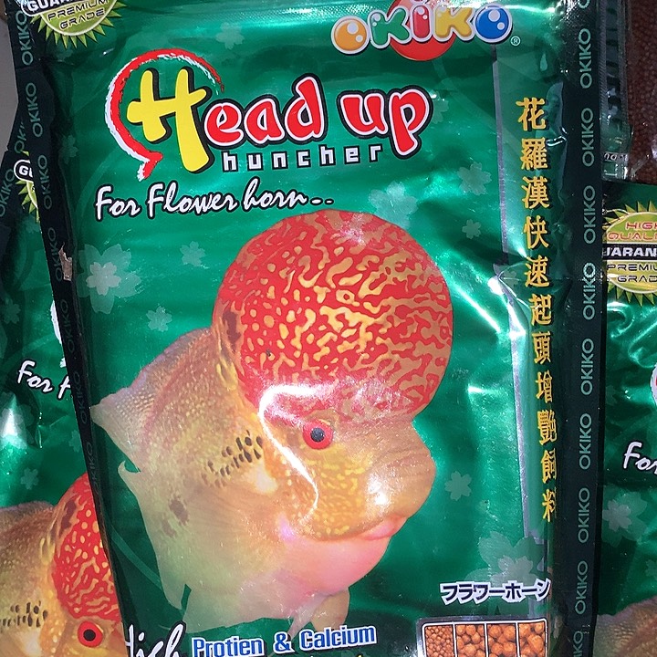 罗汉鱼500克增头888888