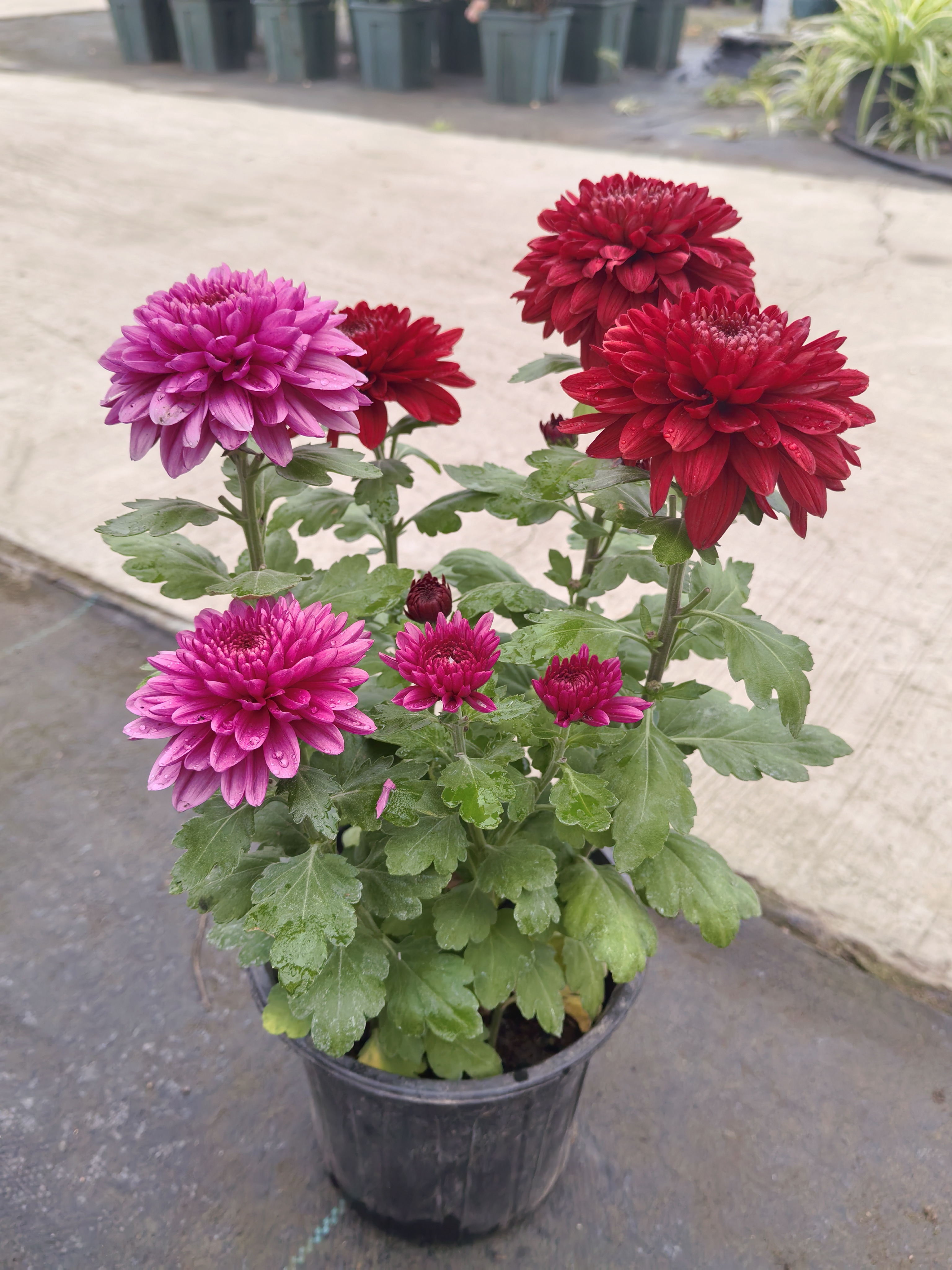 菊花盆栽四季开花室内外阳台好养耐寒花卉