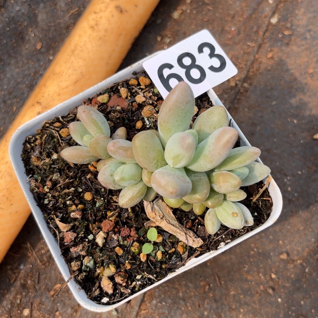 白兰地多肉植物683