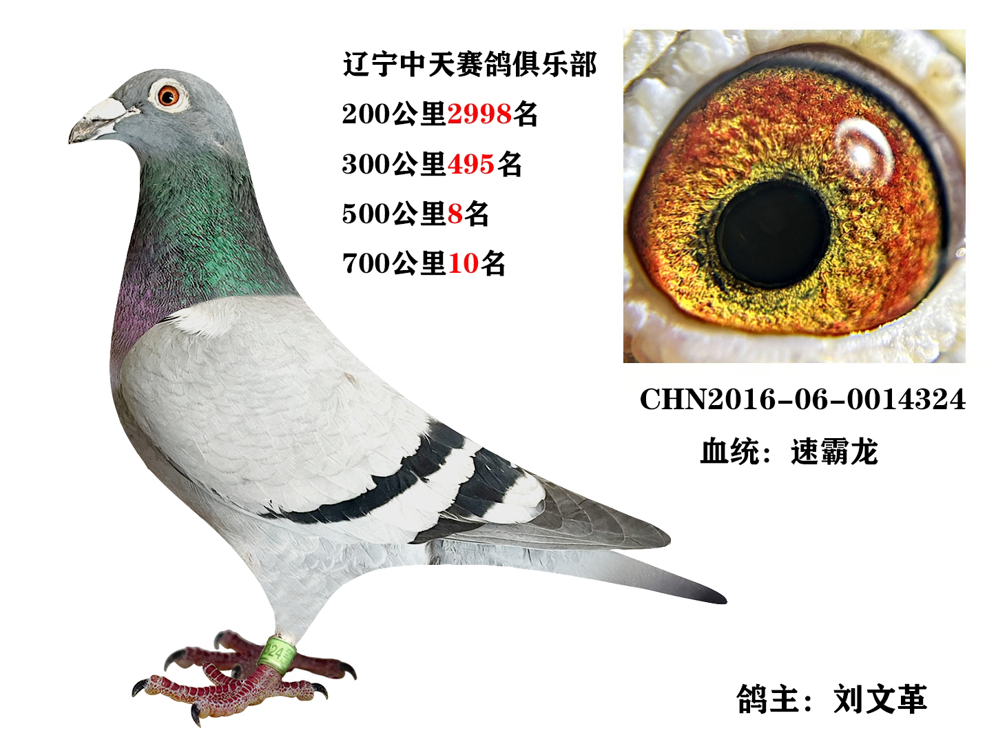实战家族奶酪家族优质信鸽育种赛鸽血统鸽
