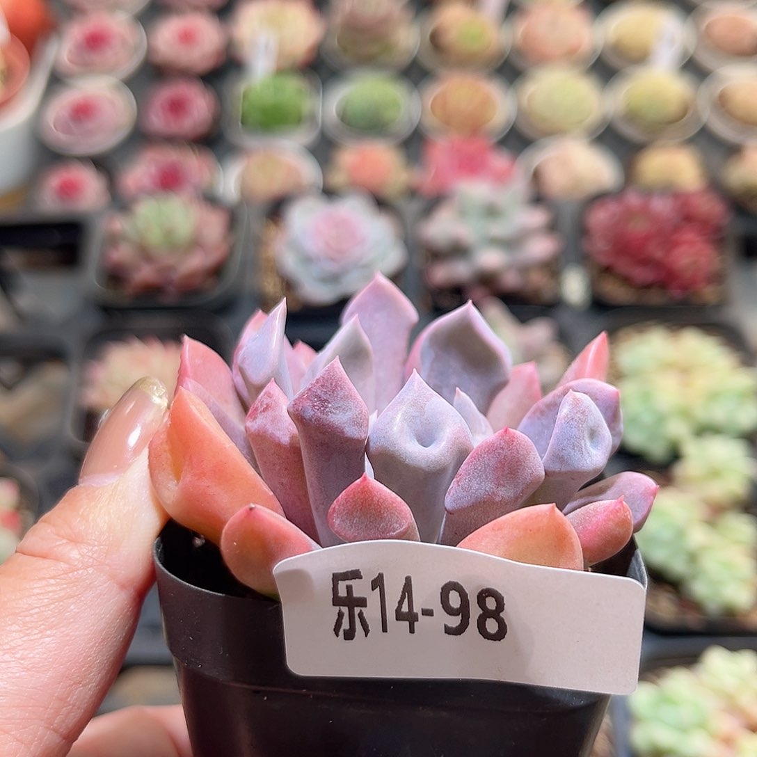 乐14-98 丘比特单头