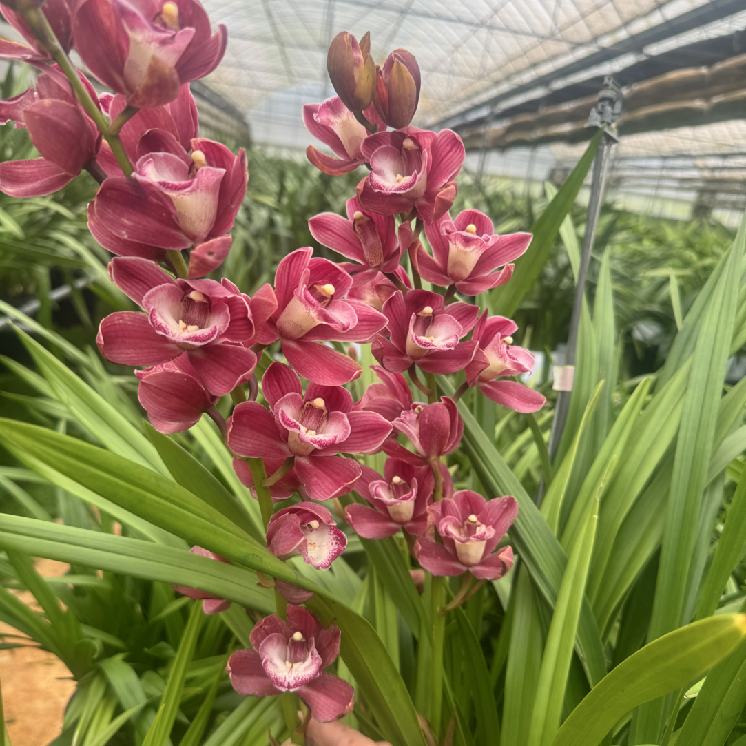 美酒葡萄盆栽花期长室内外好养易活