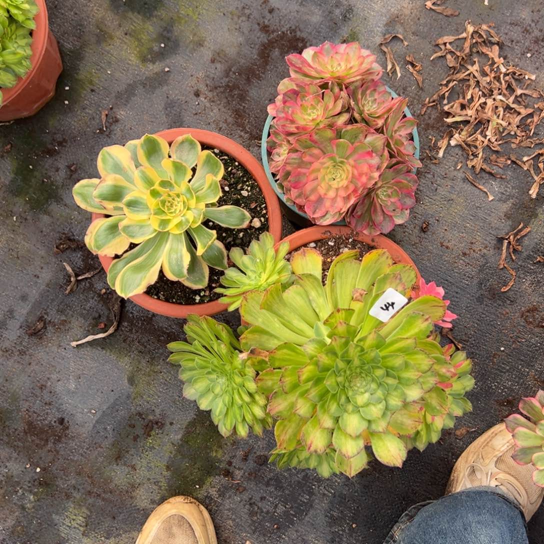 44三颗多肉嘻嘻嘻多肉