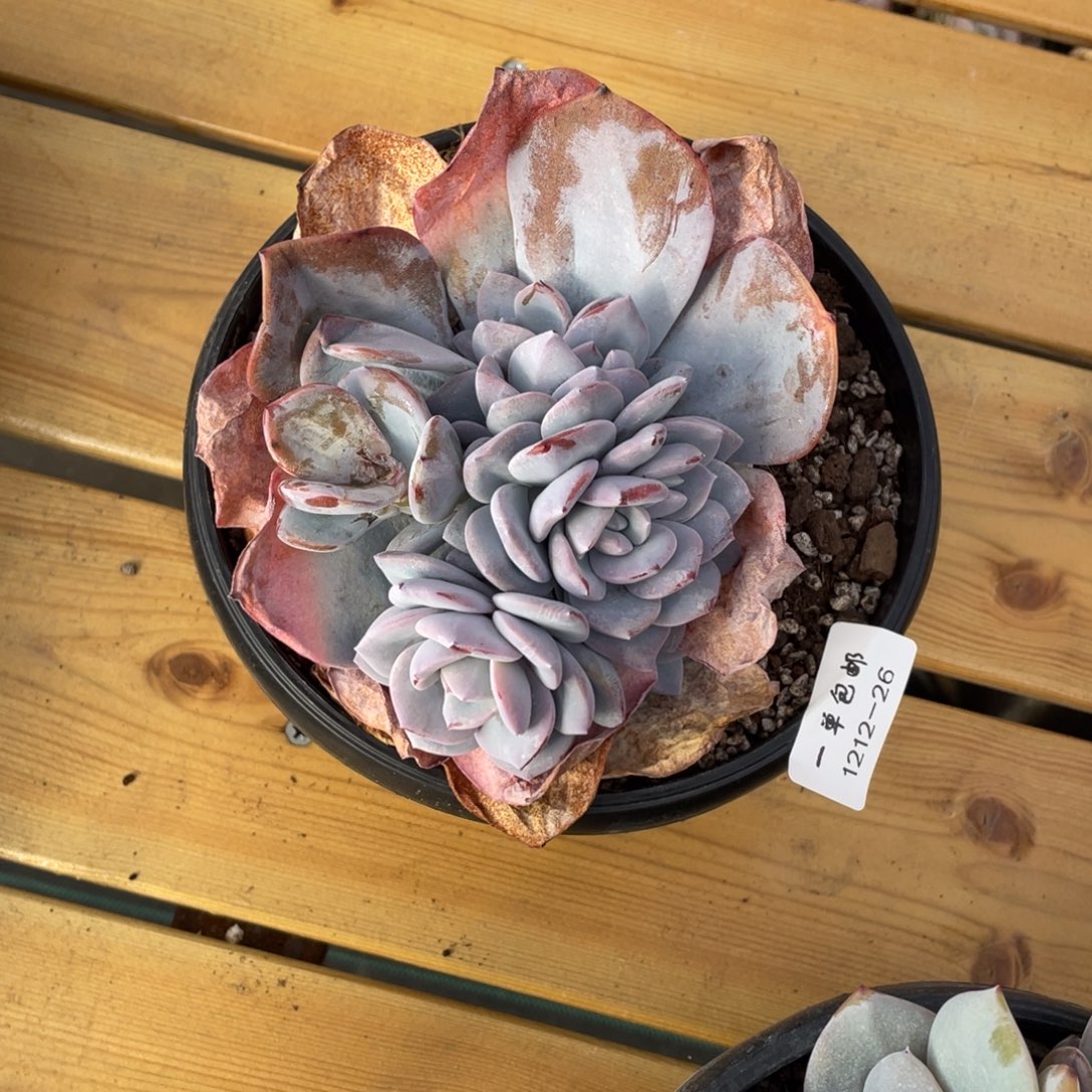 佬***肆1212-26-奶茶。。。。。。。，