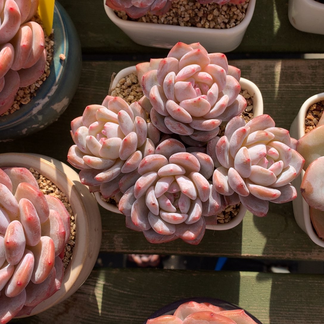 四头 橙梦露  一颗   