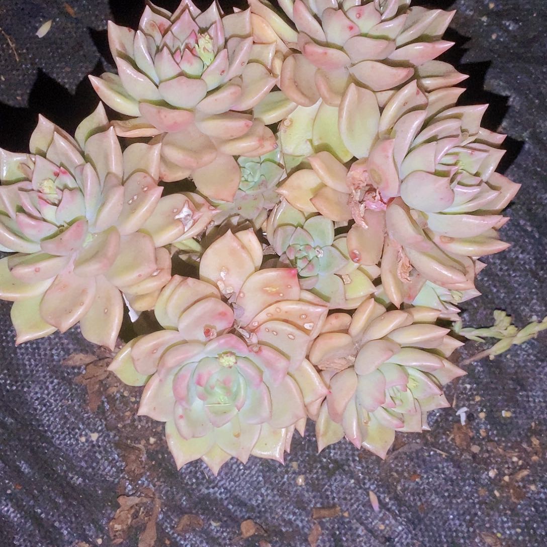 璀璨大所生一单一颗