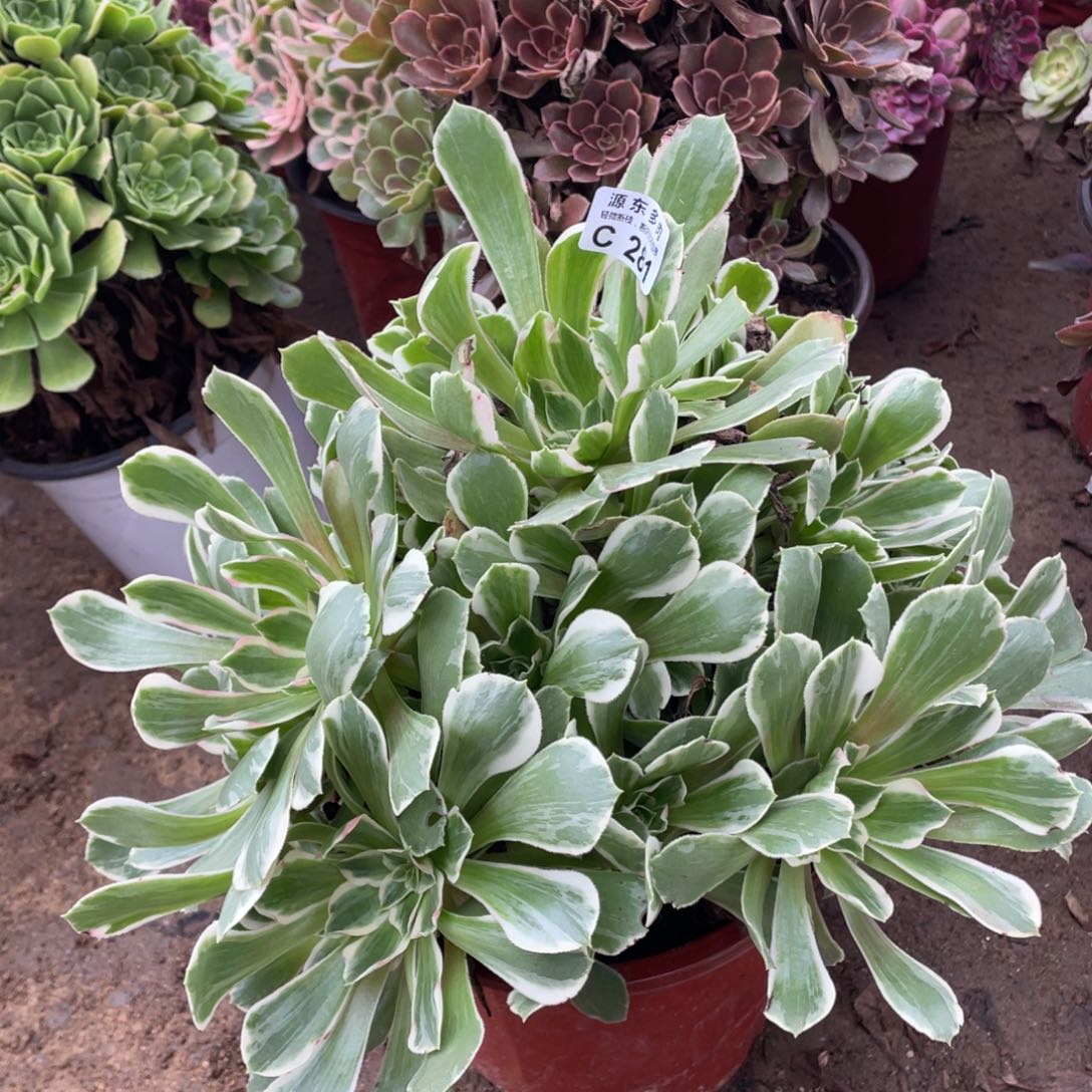 281浣纱多肉法师断枝不包