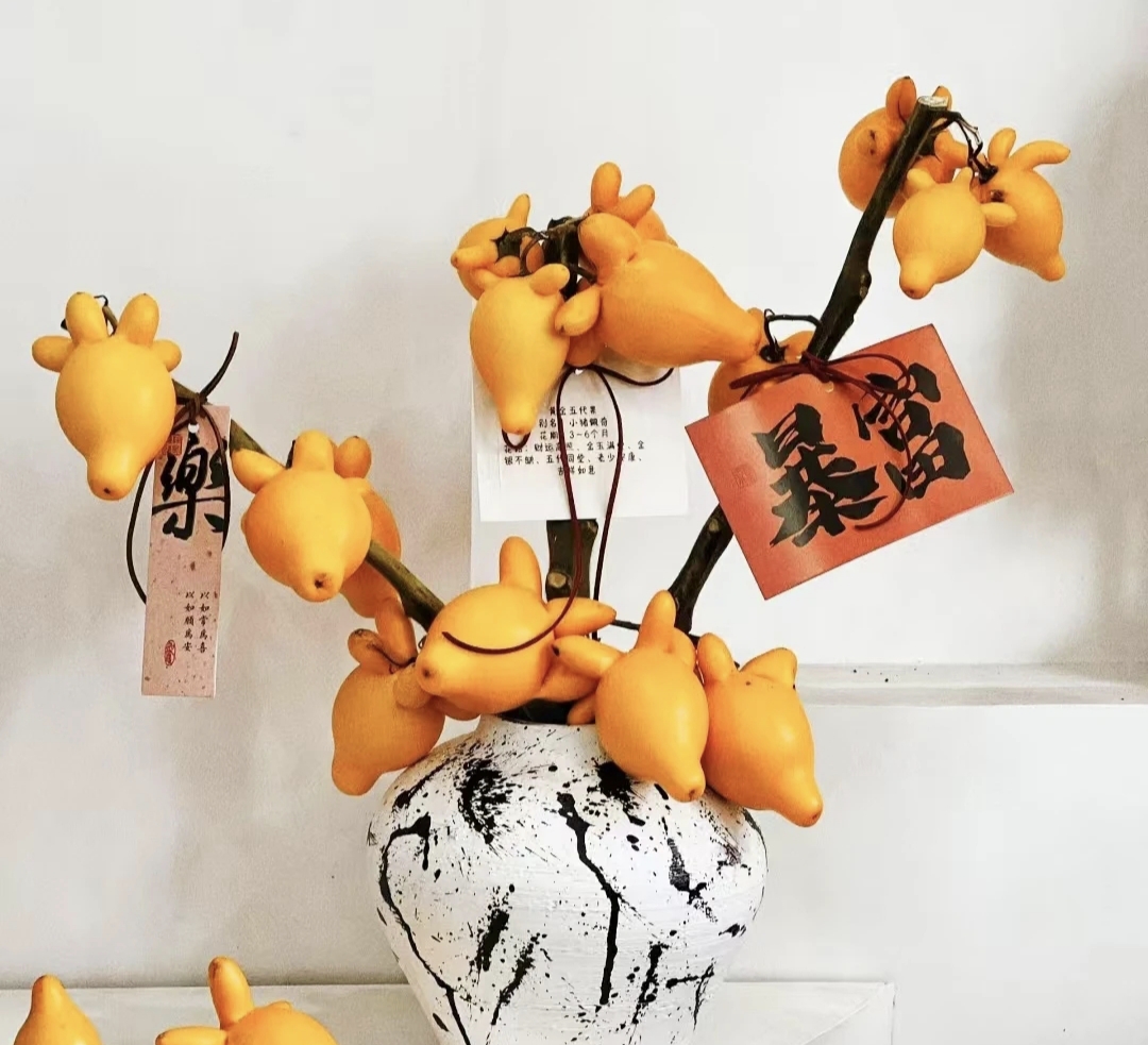 云南鲜花五代果（果）可做干花适合客厅摆放高端云南昆明鲜花直发