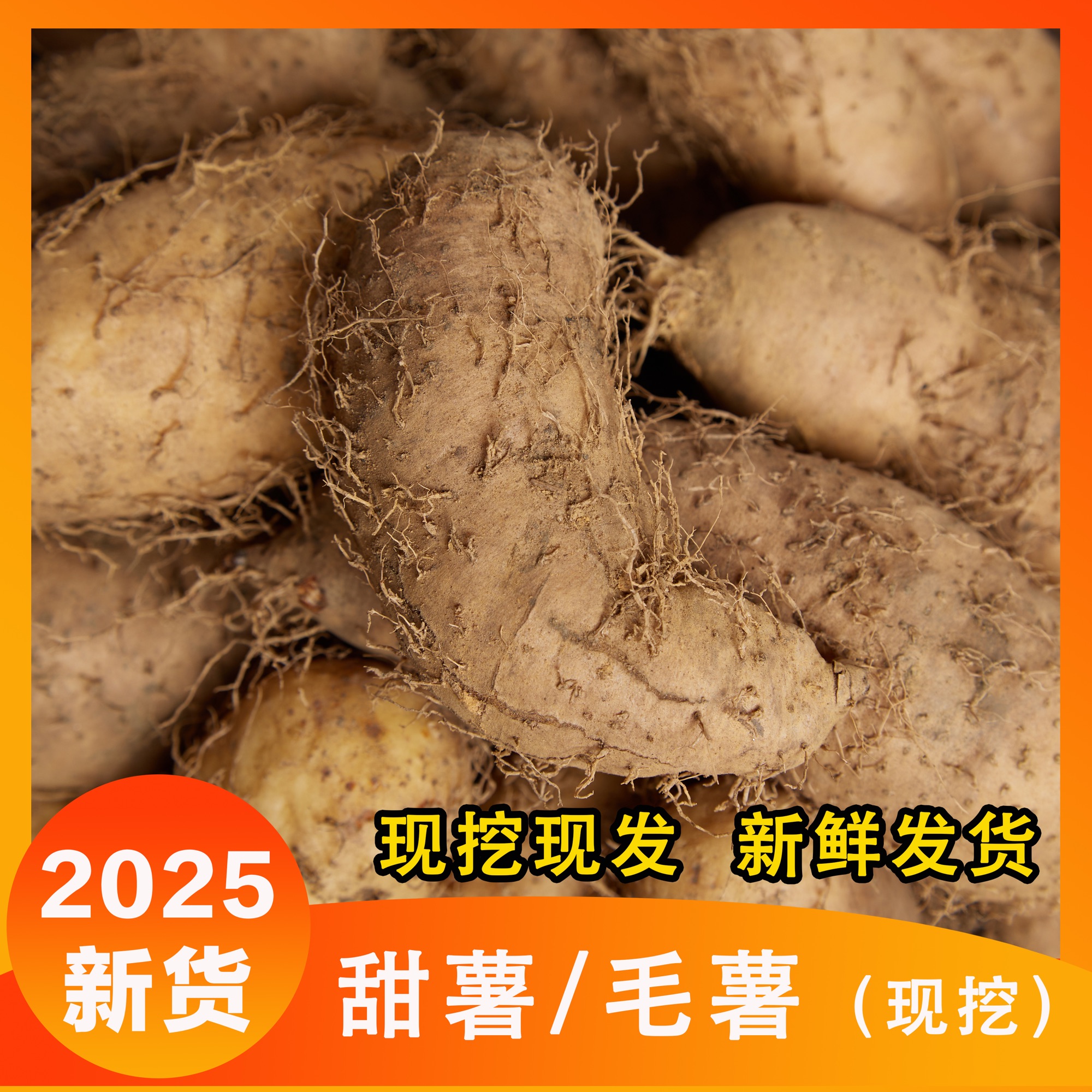 当季正宗茂名新鲜毛薯/甜薯现挖现发