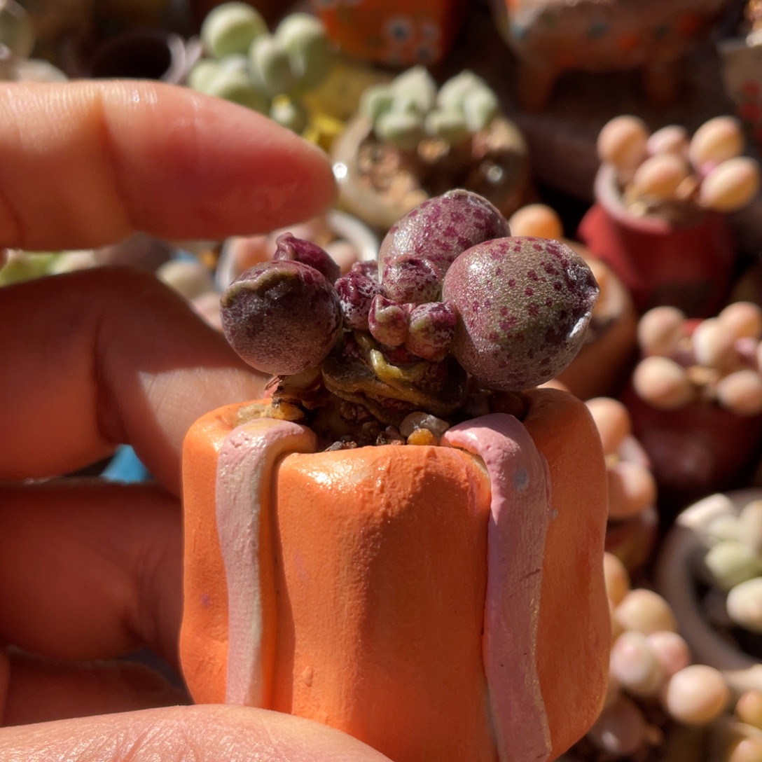 丸粉豹精品海豹豹豹