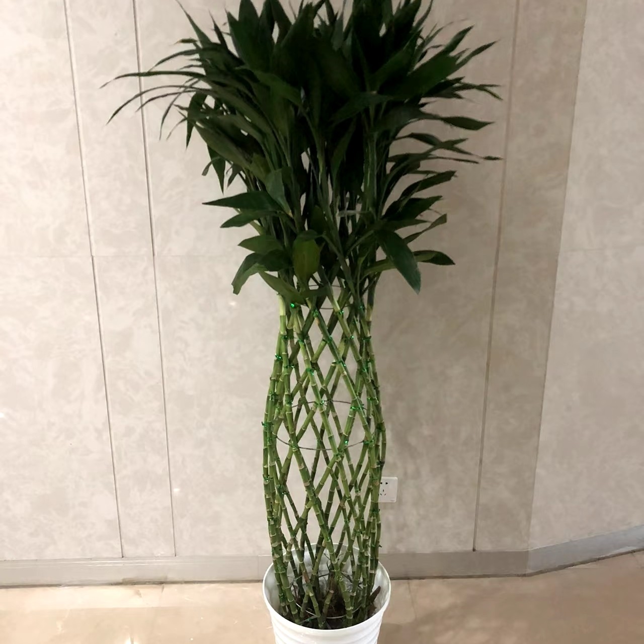 富贵竹（土培大绿植）带瓷盆