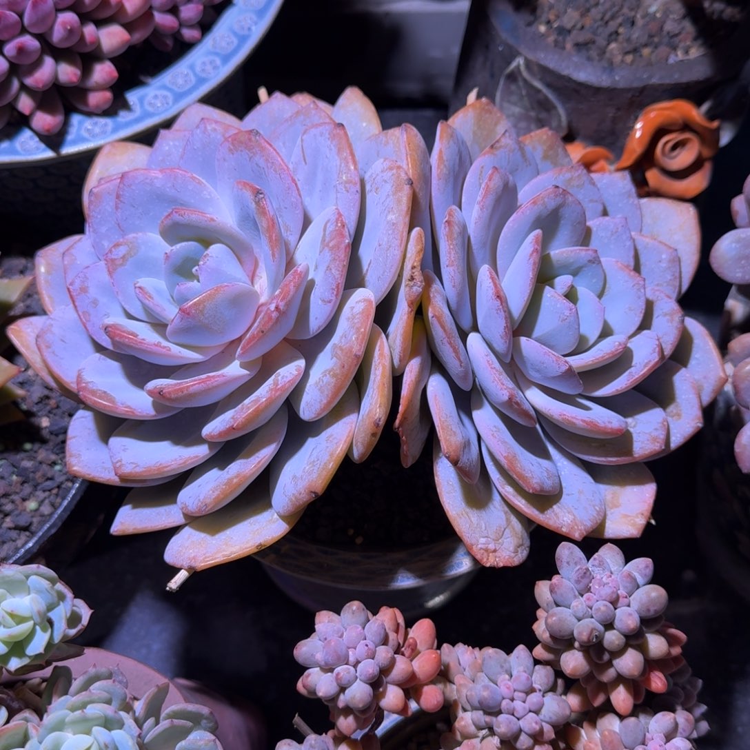 奶茶 双头 一物一拍